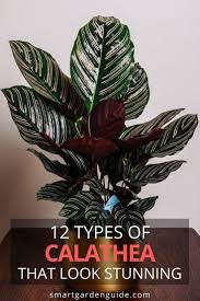 12 Stunning Calathea Varieties You Will Love Smart Garden Guide Calathea Plant Smart Garden Calathea