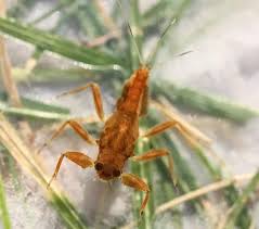 Image result for Pterygota