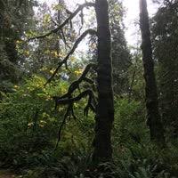 The park is a mixture of overgrown forest and dry grassland, and regular flooding gives the park its distinctive character on the river. Lewis Clark State Park Winlock Wa