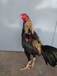 Jual Ayam Mangon 2019 Super Speed Iq Anti Lock Pukul Saraf