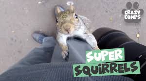 See more ideas about squirrel, squirrel pictures, squirrel funny. Squirrels Are Jerks Compilation 2018 Funny Squirrel Videos Youtube