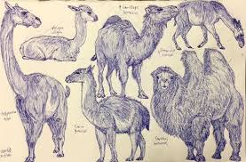 Here are some comics i got with the animal bride pack, these are not the real titles just a title i gave them since i don't know them, they were unmarked in the folder. Camelids By Mickeyrayrex On Deviantart