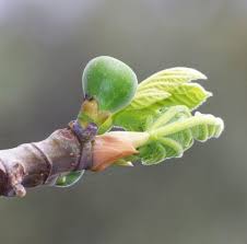 Les 7 Bienfaits Du Bourgeon De Figuier Bourgeon De Figuier Remedes Naturels Figuier