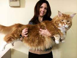 There are several maine coon breeders that i favor because i absolutely love their ethics and their cats. This Kangaroo Eating Maine Coon May Be World S Longest Cat