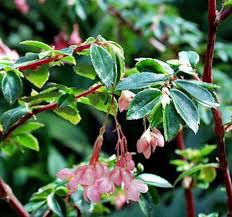 Image result for Begonia fusialata