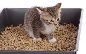 moya koshka est napolnitel chto delat stati ilikepet