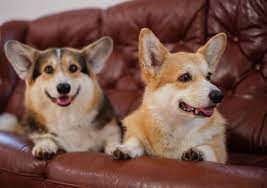 Different Types Of Corgis And Some Fun Facts About Them Ultimate Pet Nutrition