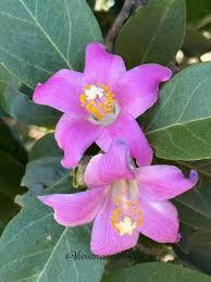 Image result for Lagunaria patersonia
