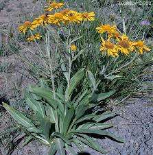 Image result for Dialium holtzii