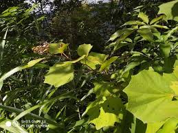 Image result for Xyris anceps