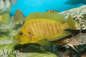 One of the most unique compressiceps is a dwarf, shell dwelling variant. Altolamprologus Compressiceps Compressiceps Seriously Fish