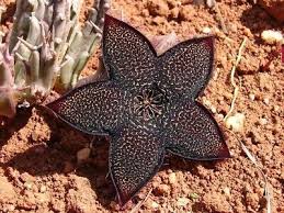 Image result for Tridentea