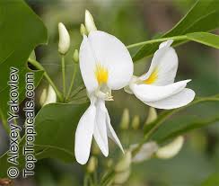 Image result for Baphia massaiensis