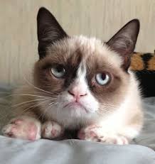 What An Adorable Grumplepuss Sevimli Kediler Huysuz Kedi Kedi Esprileri