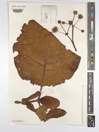 Image result for Mitragyna stipulosa