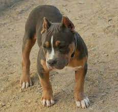 awesome tri color blue nose puppy bully breeds dogs pitbull puppies rottweiler mix