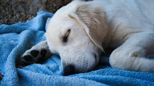 Obedience training, housebreaking, diet & nutrition, grooming My Dog Died At Home What Should I Do The First Time Dog Owner Guide