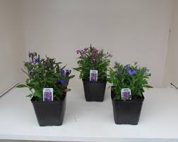 Image result for lobelia combine composition