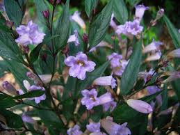 Image result for Strobilanthes anisophylla