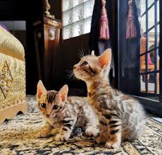 All sitters fully vetted and trained. Read A Dog In A Cat S Body Online