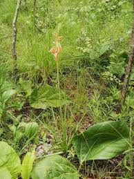 Image result for Aloe nuttii