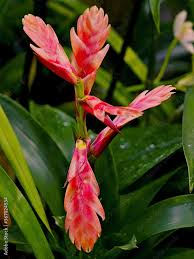 Image result for Bromeliaceae