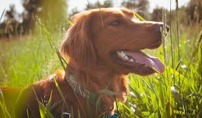 Seter irlandzki to wspaniały pies myśliwski. Seter Irlandzki Energiczny Pies Mysliwski Baza Wiedzy Krakvet Pl