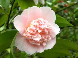 Plant these bulbs asap for gorgeous color in 2018. Exciting New Plants You Can Buy Now Camellia Williamsii Toni Finlay S Fragran Price 14 50 And 24 49 Each From W Plants Abstract Flowers Planting Plan