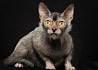 Lykoi Cat Breeders and Information - Kittens For Sale