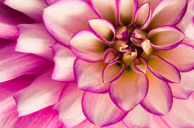 5 Rules In Macro Photography And When To Break Them In 2020 Macro Photography Flowers Nature Photography Flowers Flower Photography Art