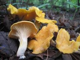 Wild Mushrooms What To Eat What To Avoid Mnn Mother