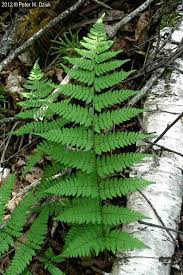 Image result for Dryopteris