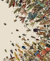 No, genetically modified foods are not dangerous; The Insect Apocalypse Is Here The New York Times