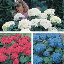 Check spelling or type a new query. Red White Blue Hydrangea Collection Direct Gardening