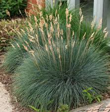 Image result for Festuca