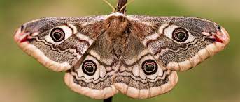 So infestations tend to be localised. How To Get Rid Of Moths 99 Co