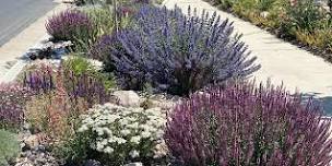 Waterwise Park Strips