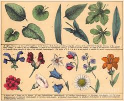 Vintage white rose botanical print antique redoute art home decor pjr #3244. Vintage Botanical Print Showing Variety Of Leaves And Flowers Drawing By English School