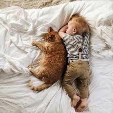 Pin By Daisy Oliveira On Pets And Kids Cats Cats And Kittens Cute Cats