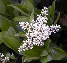 Im spätsommer zu ende august erfolgt ein nachschneiden der ligusterhecke. Liguster Ligusterhecke Pflanzen Ligustrum Schneiden Liguster Vermehren Ligustrum Krankheiten Ligusterarten