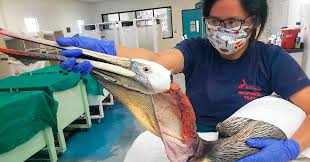 Groups of brown pelicans fly low over the waves in single file, flapping and gliding in unison. Wounds On Brown Pelicans In California Raise Fears Of Animal Cruelty The New York Times