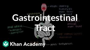 Symptoms may include diarrhea, vomiting and abdominal pain. Meet The Gastrointestinal Tract Video Khan Academy