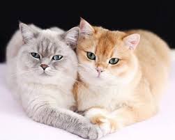 Best Duo Shop Now Link In Bio Unique High Quality Kitty Themed Goodies P Sevimli Kediler Guzel Kediler Sevimli Hayvan Yavrulari