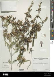 Image result for Barleria sp. B