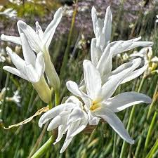 Image result for Tulbaghia alliacea