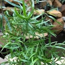 Image result for Asparagus falcatus