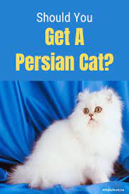 Do Persian Cats Make Good Pets What You Need To Know Persian Cat Cat Personalities Cats