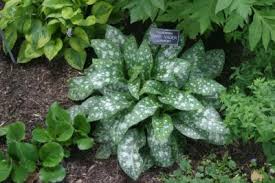 It does well in part or full shade and is drought tolerant. Perennial Ground Covers For Shady Gardens