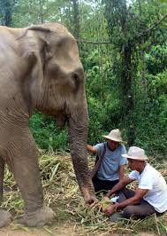 The Sweetest Elephant Ever— Granny Thong Dee — Boon Lotts Elephant  Sanctuary
