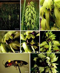 Image result for Eulophia elegans